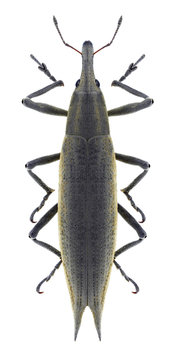 Beetle Lixus paraplecticus on a white background