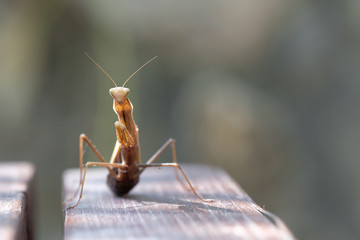 praying mantis sitting on a textured wooden surface