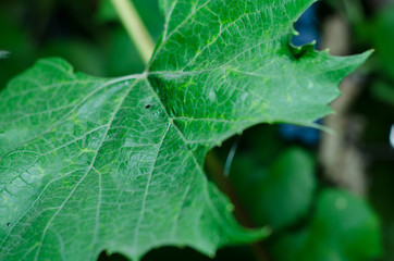 wildlife in the forest