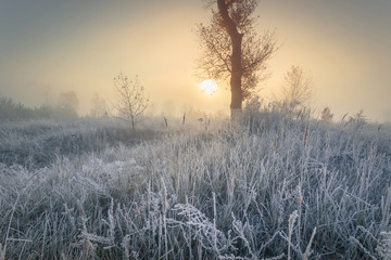 Beautiful autumn sunrise landscape with  single tree on foggy meadow and hoarfrost on the grass.