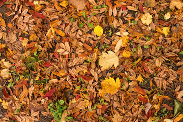 colorful autumn leaves