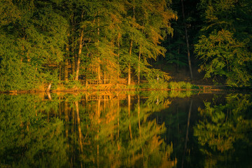 Fototapeta na wymiar Bäume im Herbst Spiegelreflexion im Wasser