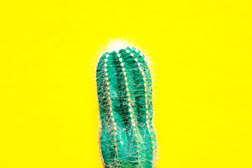 closeup green Cactus on yellow  background . Fashion pattern. Art Gallery Minimal.