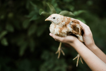 chicken in hand
