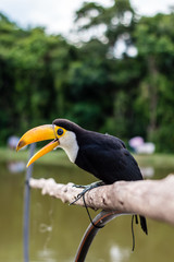 Toucan 
