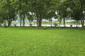landscape of grass field with refreshing trees and green environment public park use as natural background