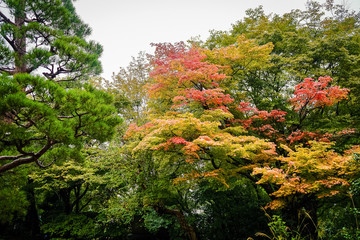 Beautiful Japanese garden with colorful maple trees in autumn, Kyoto Japan