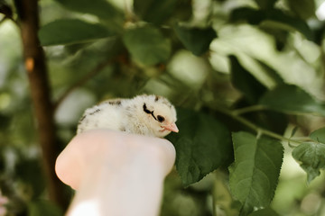 little chicken in hand