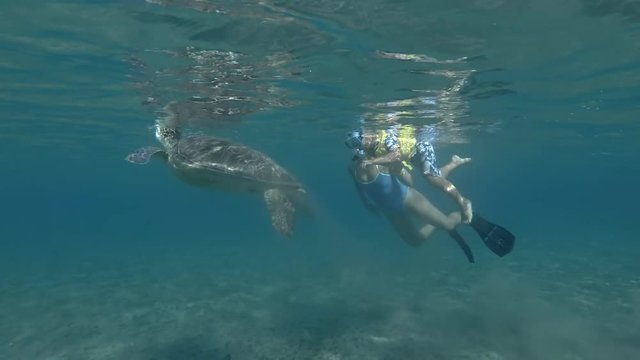 Woman and little boy in mask and snorkel swim and look at on Green sea turtle Chelonia mydas (underwater shot, 4K / 60fps)
