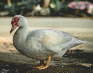 white duck