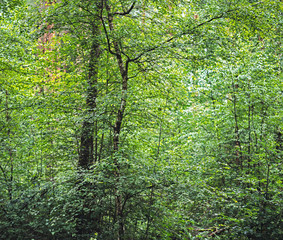 Fototapeta na wymiar Summer leaves in deciduous forest.