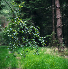 Fototapeta premium Branch with leaves hanging over grassy forest path.