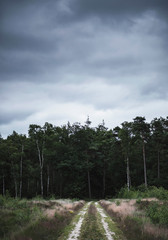 Dirt road disappearing into dark forest under cloudy sky.