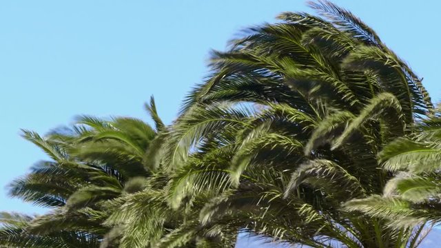 Closeup of branches of palm trees moved violently by a gale.