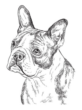 Boston Terrier Vector Hand Drawing Portrait