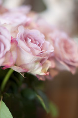 Rosas de color rosa