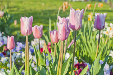 Tulipanes rosas al aire libre 
