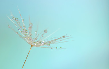 Dandelion seed with water drops extreme closed up