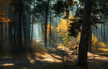 Obraz premium walk in the autumn forest. Morning. Sunlight. Sun rays.