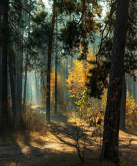 walk in the autumn forest. Morning. Sunlight. Sun rays.