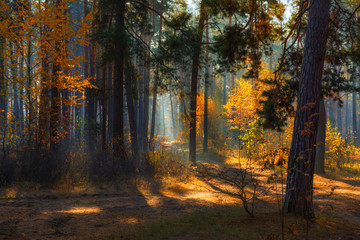 walk in the autumn forest. Morning. Sunlight. Sun rays.