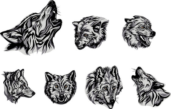 Wolf, portrait, white, black, color, vector, graphics, drawing, picture, stylization, image, isolated, illustration 