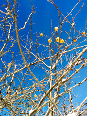 Tree branches with no leaves during winter season