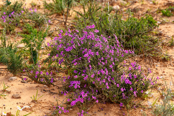 Bunch of purple flowers growing wild