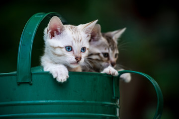 Kitten in Watering Can