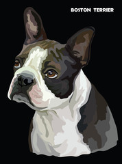 Boston terrier colorful vector portrait