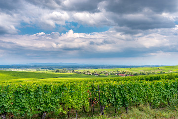 Fototapeta na wymiar vineyard in Ribeauville