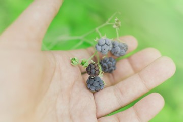 Wild Organic Blackberries
