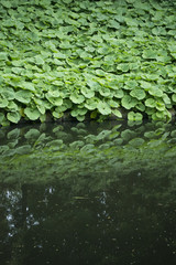 Pestwurz Pflanzen Ufer Teich