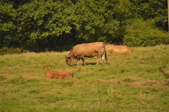 bacas pastando en el campo