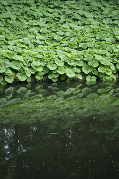 Pestwurz Pflanzen Ufer Teich