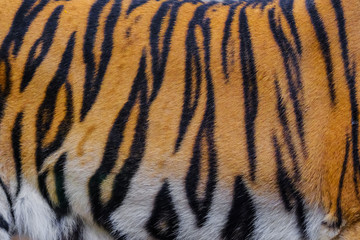 close up tiger skin texture