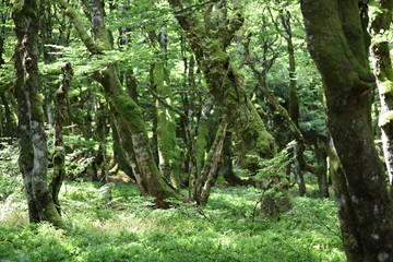 Wald in den Vogesen Elsass Alsace