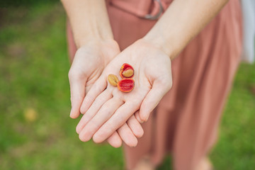 Fresh red berries coffee beans in woman hand