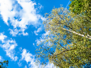 birch tree top and white clouds in blue sky