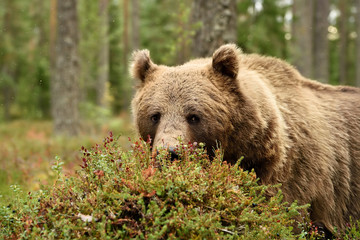 Obraz premium Brown bear eating berries, blueberries