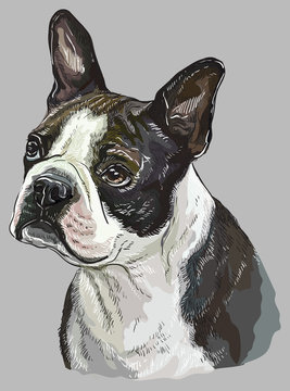 Boston terrier colorful vector hand drawing portrait