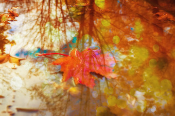 yellow tropical leaf in water. The concept of autumn. A large orange tropical wood leaf in the water after the rain.