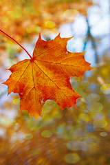 yellow tropical leaf in water. The concept of autumn. A large orange tropical wood leaf in the water after the rain.