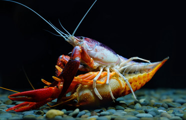 crayfish Breeding in the aquarium