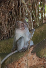 Macaque Monkey