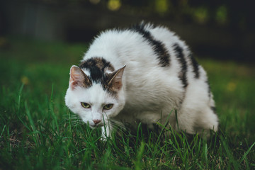 Cat in Garden