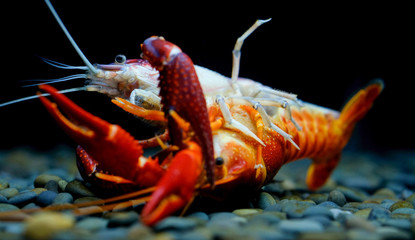 crayfish Breeding in the aquarium