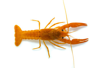 Crayfish in the aquarium