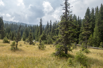 Forest trees in Bucegi mountains,  Romania,  Spring day