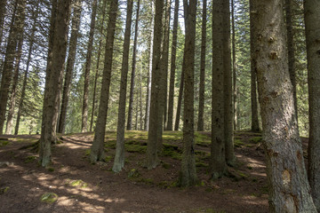 Forest trees in Bucegi mountains,  Romania,  Spring day